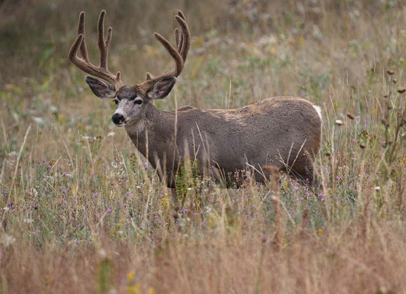 mule deer buck