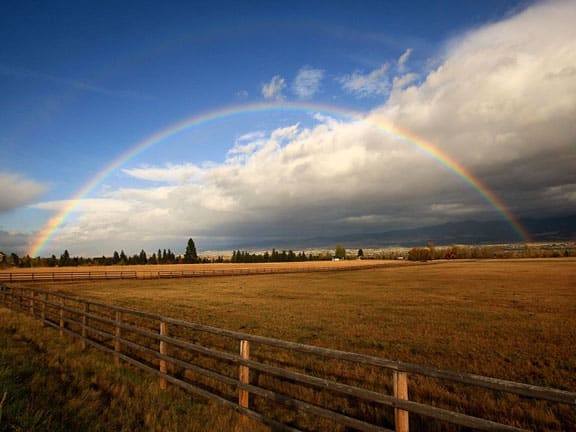 bitterroot valley rainbow