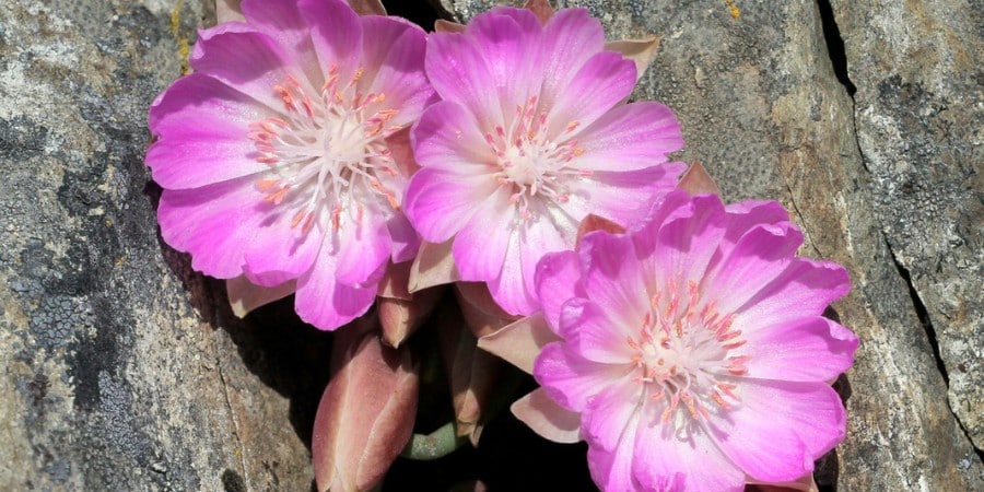 image of 3 bitterroot flowers growing in a rock