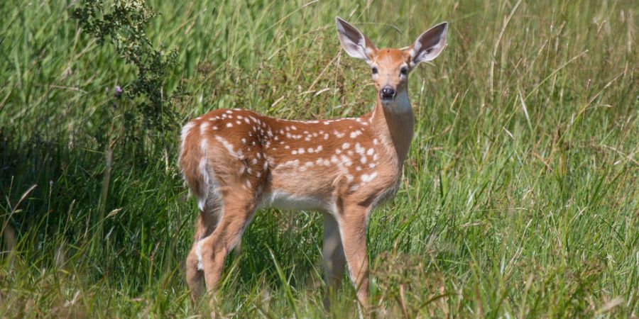 Image of a fawn in a grassy meadow