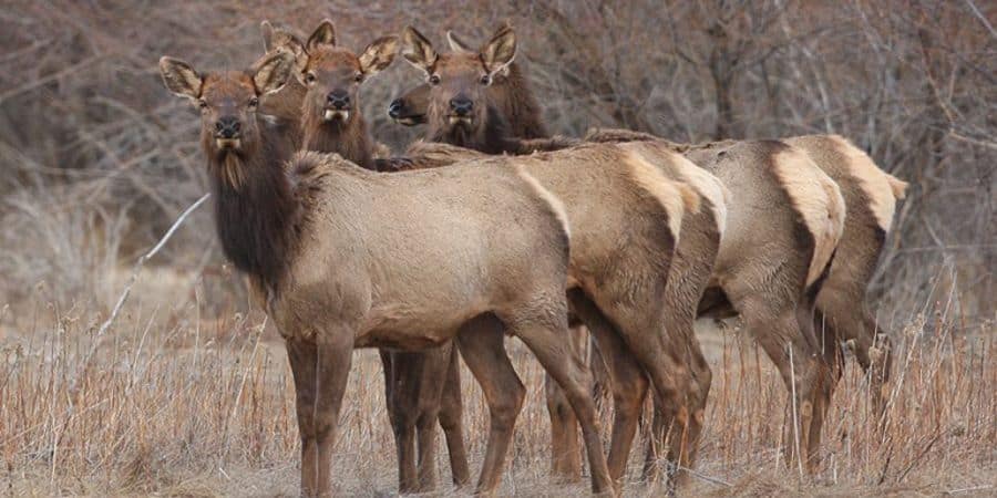 image of a group of cow elk