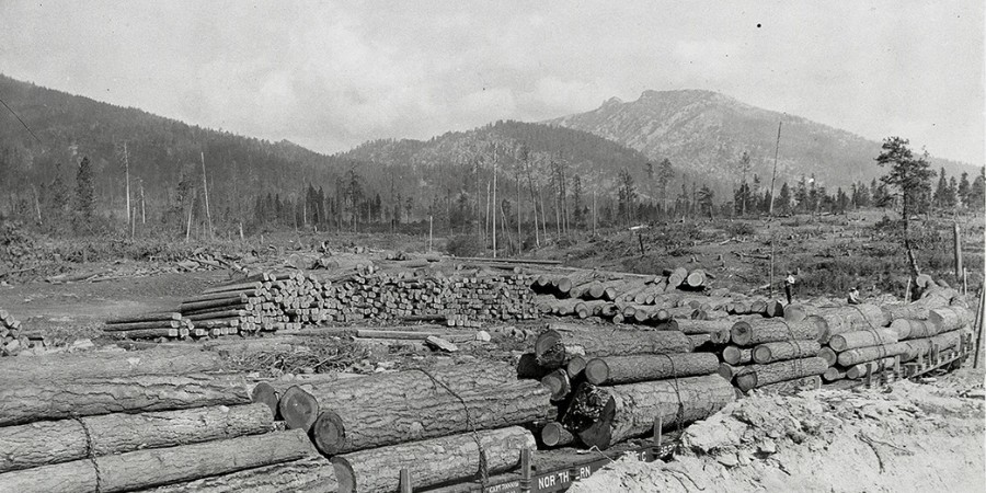 image of timber operation near florence, mt