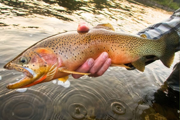 image of westslope cutthroat trout