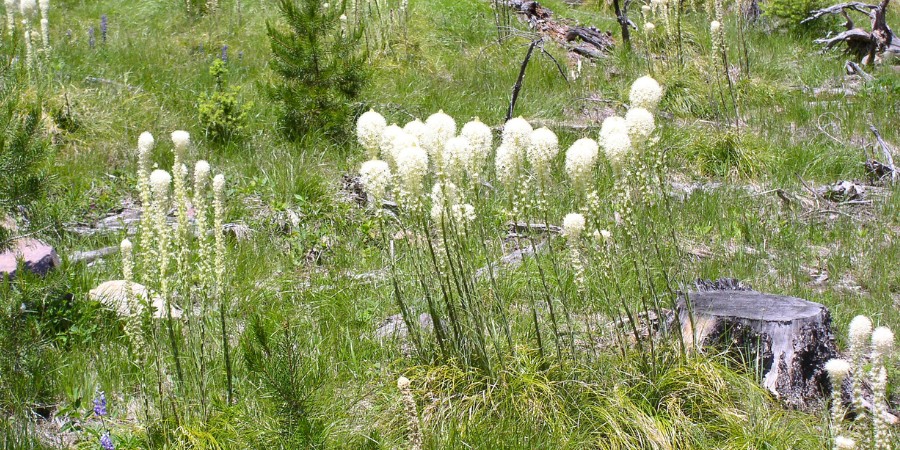 beargrass growing near the skalkaho road