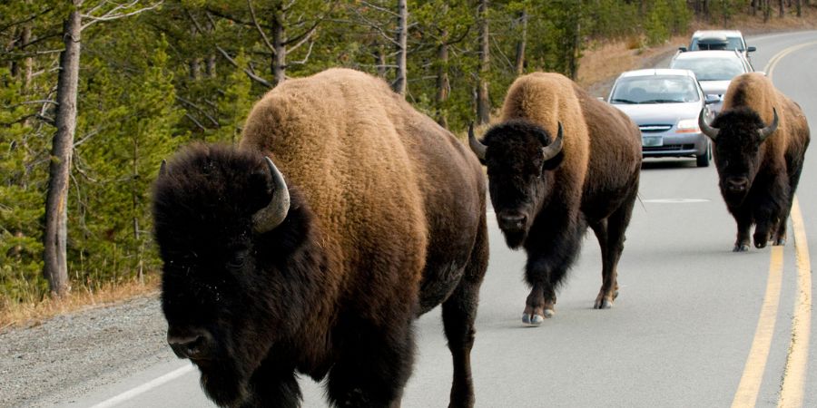 bison walking on the highway