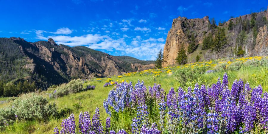 views of yellowstone national park