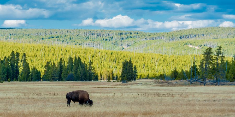 Bison grazing in Yellowstone Park