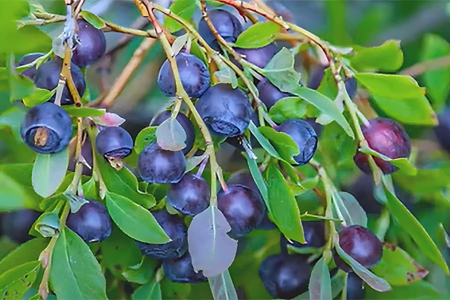 image of wild huckleberries on the bush