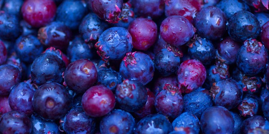 montana huckleberries