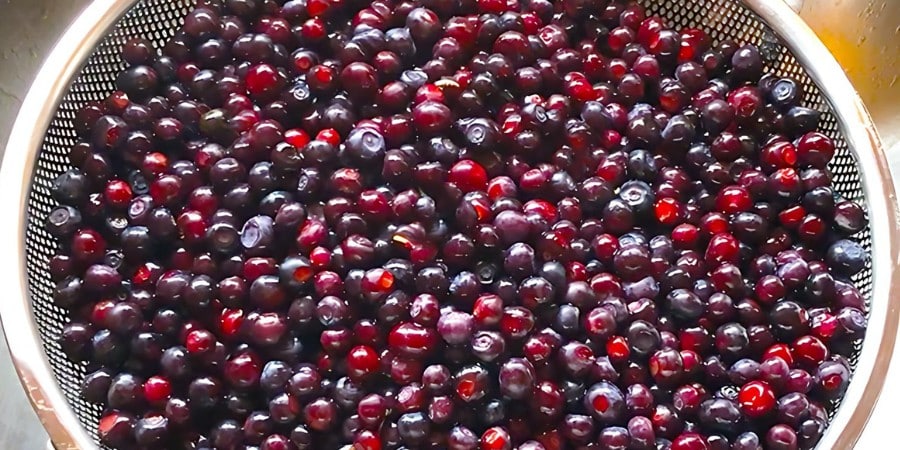 bowl of ripe montana huckleberries