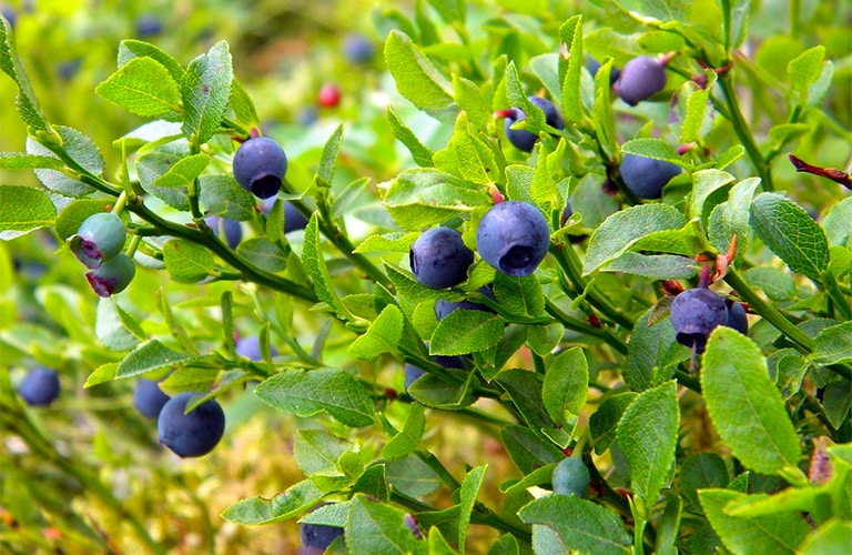 image of ripe montana huckleberries on a bush