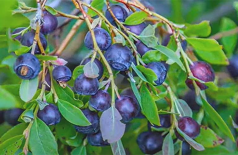 image of montana huckleberries on a bush