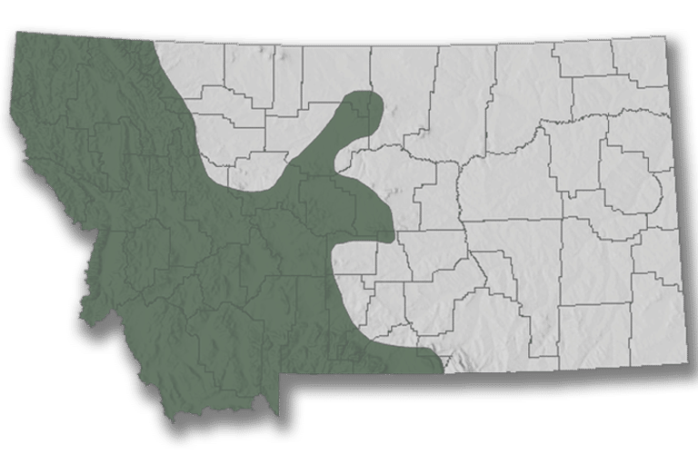 map of where montana huckleberries grow