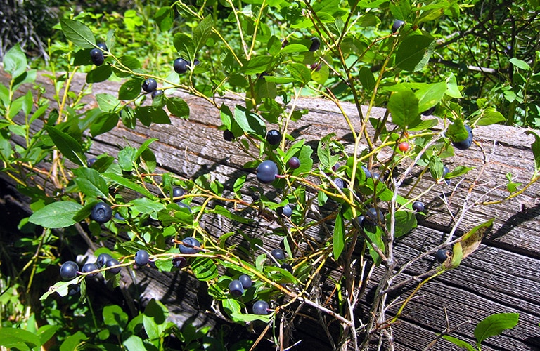 montana huckleberry plant in the forest