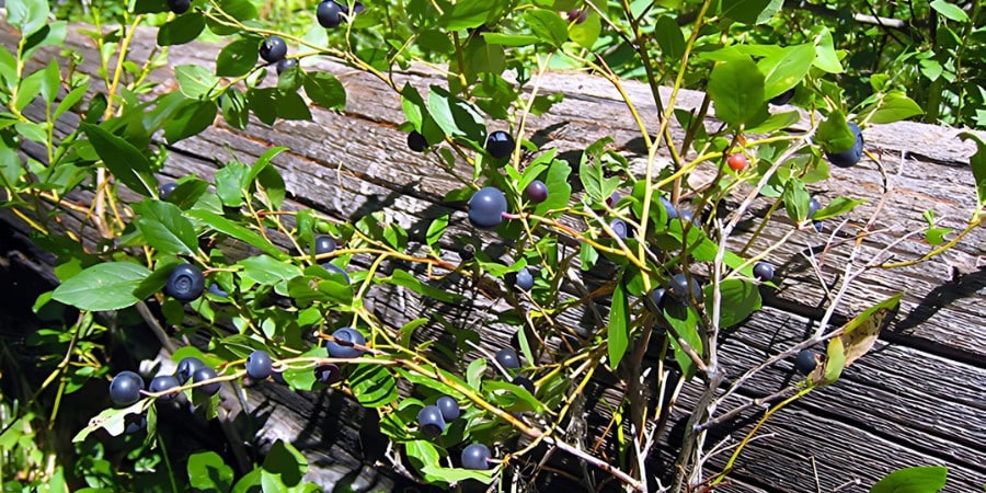 montana huckleberry plant in the forest