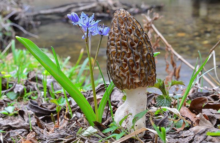 image of a morel mushroom in montana