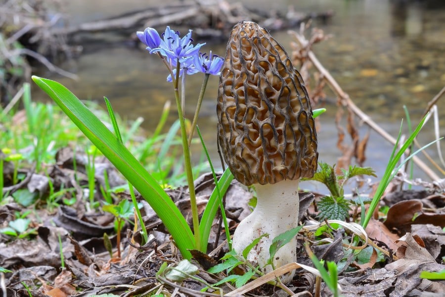 image of a morel mushroom