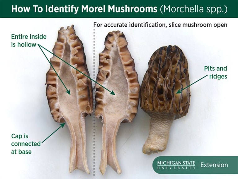 graphic showing how to identify morel mushrooms in montana