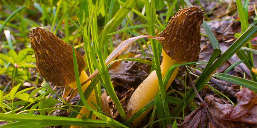 Morel Mushrooms in the wild