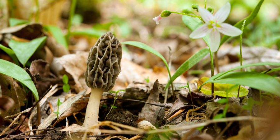 Morel Mushrooms in the wild