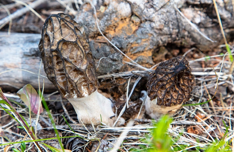 image of morel mushrooms growing next to a log