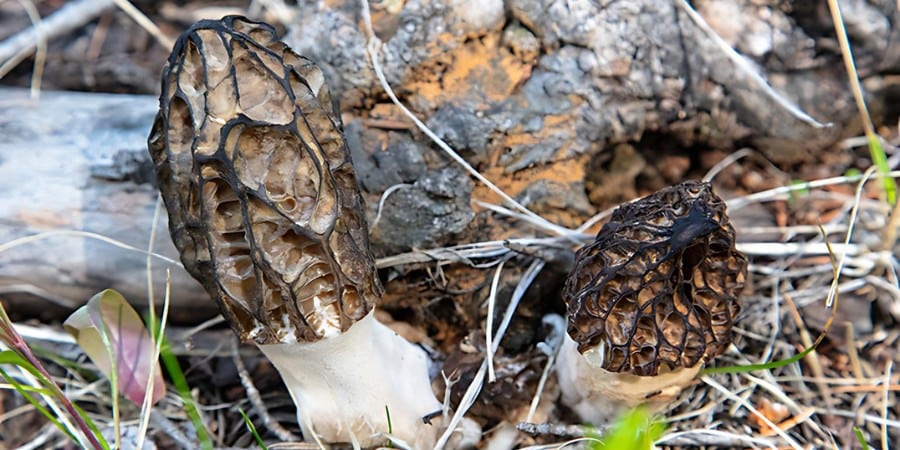 image of morel mushrooms growing next to a log