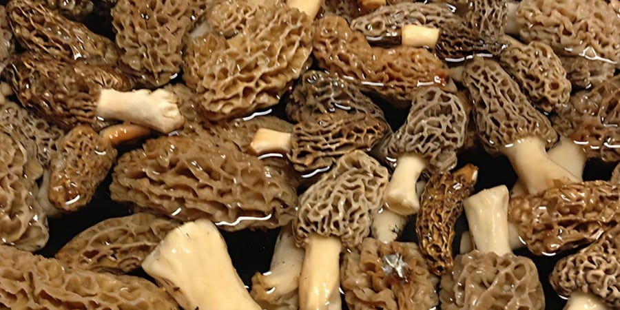 morels soaking in water