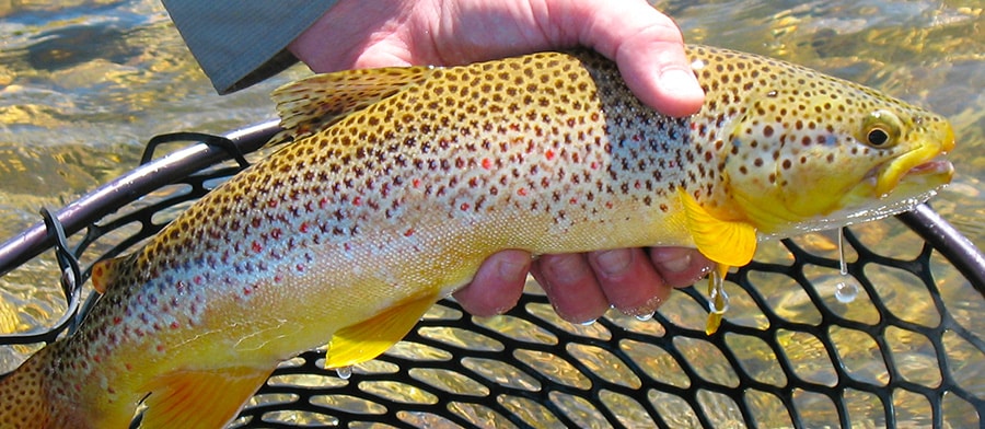 image of a brown trout from montana's bitterroot river