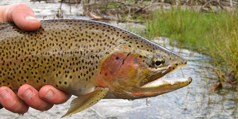 image of a big cutthroat trout from the bitterroot river