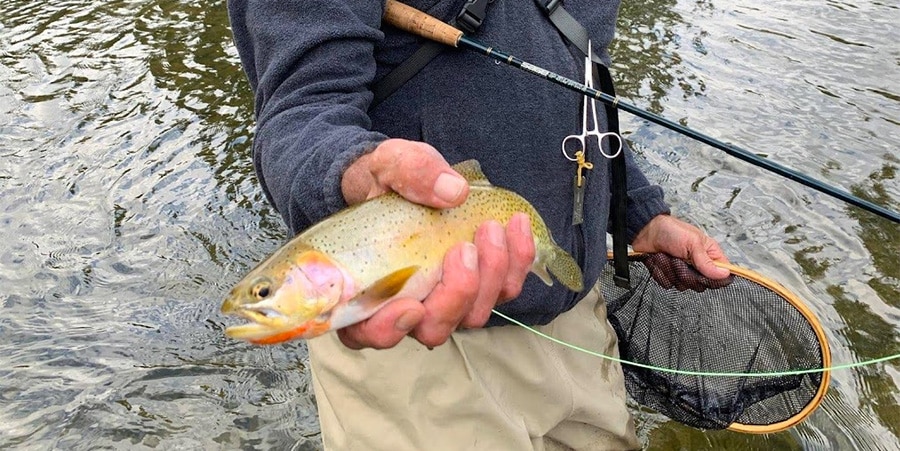 image of fisherman holding a cutthroat trout