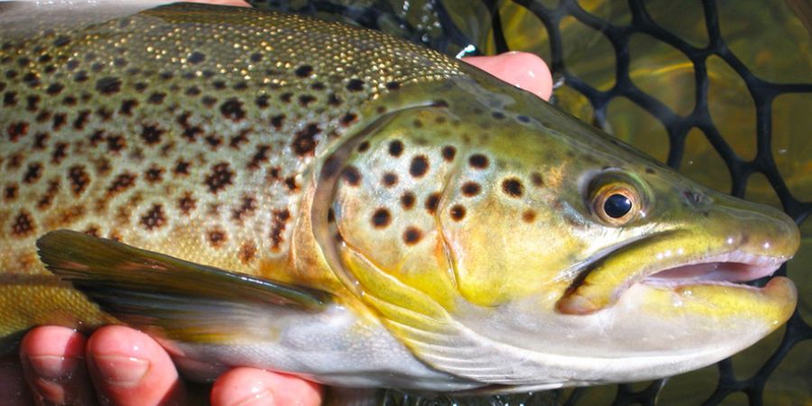 image of a hand holding a brown trout