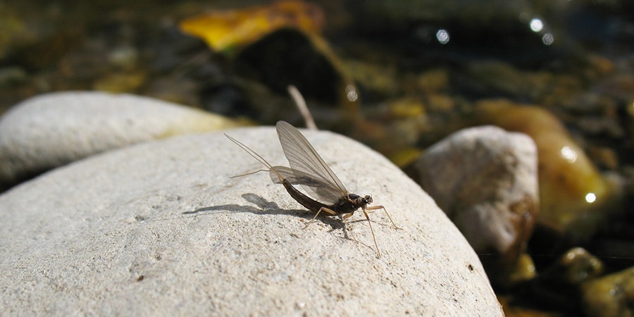 image of a mayfly on a rock on the bitterroot river