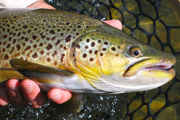 image of a hand holding a brown trout on the bitterroot river
