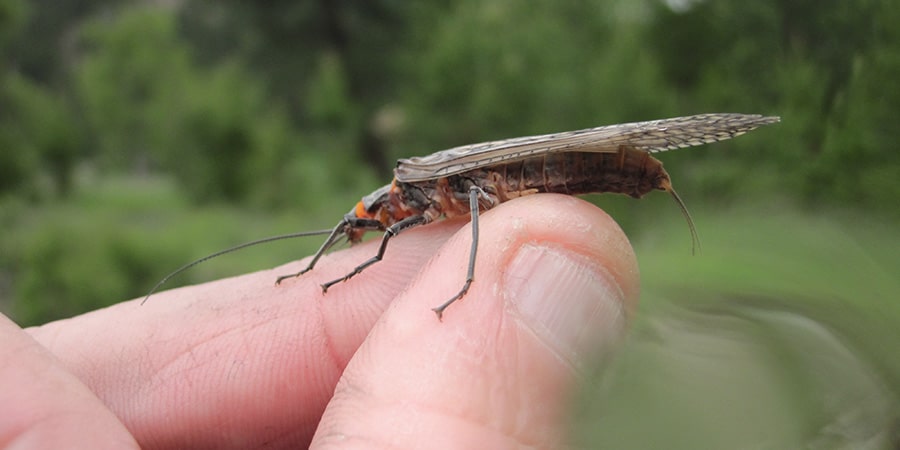 image of a salmonfly on the bitterroot river