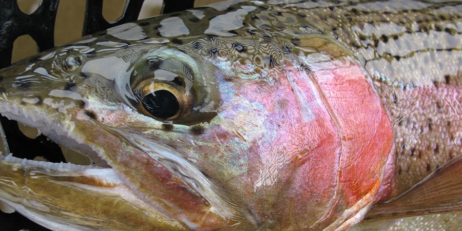 close up image of a rainbow trout in a net