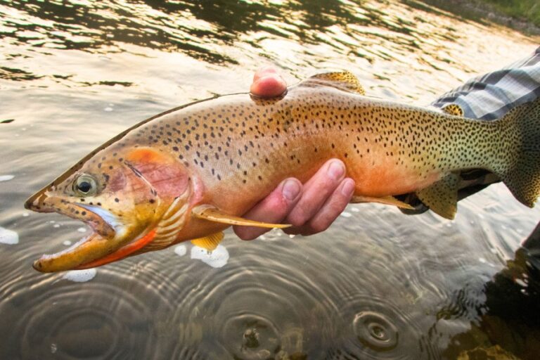image of a westslope cutthroat trout