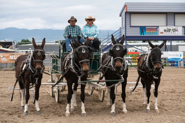 Montana Mule Days - Hamilton, MT