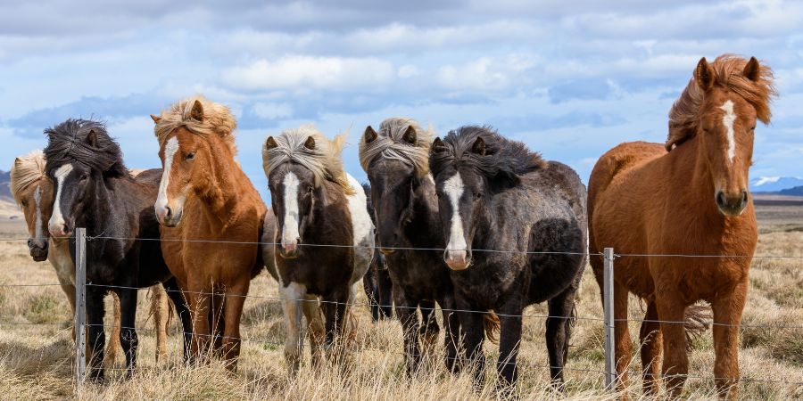 team of horses - join the team