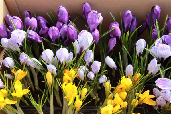 Annual Spring Market - Hamilton, MT
