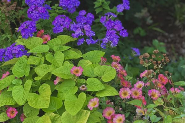 Bitterroot Secret Garden Tour - Bitterroot Valley, MT